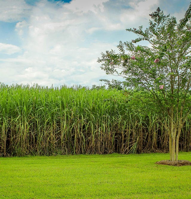 Image d'un champ de canne à sucre florissant et vigoureux, ayant bénéficié de l'application d'Agri-Ozmoz, un hydro-rétenteur naturel. Les tiges droites et vertes et les feuilles luxuriantes témoignent de l'efficacité de ce produit pour la gestion de la sécheresse en agriculture. L'utilisation d'Agri-Ozmoz a permis à la canne à sucre de bénéficier d'une irrigation durable et réduite, ce qui favorise une croissance optimale des plantes et la production de sucre de qualité. Cette photographie représente l'impact positif d'Agri-Ozmoz sur la culture de la canne à sucre et la production agricole, et souligne la nécessité d'innover pour préserver l'environnement et produire de manière responsable, même en conditions arides.