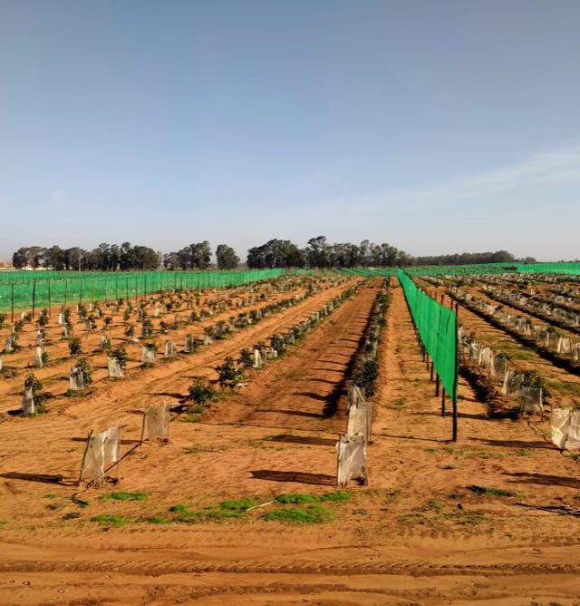Image d'une plantation de jeunes avocatiers en pleine croissance, ayant bénéficié de l'application d'Agri-Ozmoz, un hydro-rétenteur naturel. Les arbres sains et bien développés témoignent de l'efficacité de ce produit pour la gestion de la sécheresse en agriculture fruitière. L'utilisation d'Agri-Ozmoz a permis aux avocatiers de bénéficier d'une irrigation durable et réduite, ce qui favorise une croissance optimale des arbres et la production future de fruits nutritifs. Cette visualisation représente l'impact positif d'Agri-Ozmoz sur la culture des avocatiers et la production agricole, et souligne la nécessité d'innover pour préserver l'environnement et produire de manière responsable, même pour les plantations en cours de développement.