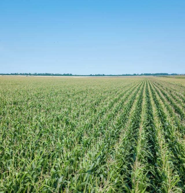 Image d'un champ de maïs florissant après l'utilisation d'Agri-Ozmoz, un hydro-rétenteur naturel. Les tiges vertes et les épis dorés attestent de l'efficacité de ce produit pour la gestion de la sécheresse en agriculture. L'application d'Agri-Ozmoz a permis au maïs de bénéficier d'une irrigation durable et réduite, ce qui favorise une croissance optimale des plantes tout en conservant l'eau. Cette image représente l'impact positif d'Agri-Ozmoz sur la culture du maïs et la production agricole, et souligne l'importance d'innover pour préserver l'environnement et produire de manière responsable.