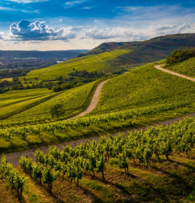 Image d'une vigne saine et vigoureuse après l'application d'Agri-Ozmoz, un hydro-rétenteur naturel. Les feuilles verdoyantes et les grappes de raisin mûrissantes témoignent de l'efficacité de ce produit pour la gestion de la sécheresse en agriculture. L'utilisation d'Agri-Ozmoz a permis aux vignes de bénéficier d'une irrigation durable et réduite, ce qui favorise une croissance optimale des plantes tout en conservant l'eau. Cette illustration représente l'impact positif d'Agri-Ozmoz sur l'agriculture et la viticulture, et met en lumière la nécessité d'innover pour préserver l'environnement et produire de manière responsable.