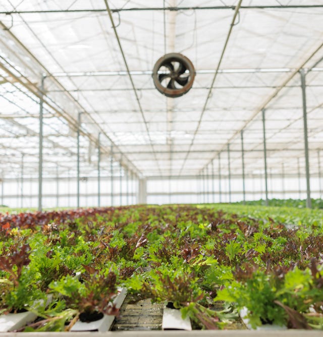 Image d'une serre florissante et productique, cultivant une variété de salades vertes et croquantes, entretenue avec Agri-Ozmoz, un hydro-rétenteur naturel. Les plants vigoureux et les feuilles verdoyantes témoignent de l'efficacité de ce produit pour la gestion de la sécheresse en agriculture et en horticulture. L'utilisation d'Agri-Ozmoz a permis à la serre de bénéficier d'une irrigation durable et réduite, ce qui favorise une croissance optimale des salades et une production de qualité. Cette photographie représente l'impact positif d'Agri-Ozmoz sur les cultures sous serre et la production de légumes, et met en lumière la nécessité d'innover pour préserver l'environnement et produire de manière responsable des légumes frais et nutritifs.