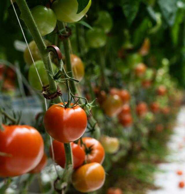 Image d'une plantation de tomates florissantes et saines, ayant bénéficié de l'application d'Agri-Ozmoz, un hydro-rétenteur naturel. Les plants vigoureux et les fruits rouges et savoureux témoignent de l'efficacité de ce produit pour la gestion de la sécheresse en agriculture. L'utilisation d'Agri-Ozmoz a permis aux tomates de bénéficier d'une irrigation durable et réduite, ce qui favorise une croissance optimale des plantes tout en conservant l'eau. Cette photographie représente l'impact positif d'Agri-Ozmoz sur la culture des tomates et la production horticole, et souligne l'importance d'innover pour préserver l'environnement et produire de manière responsable, même en conditions arides.