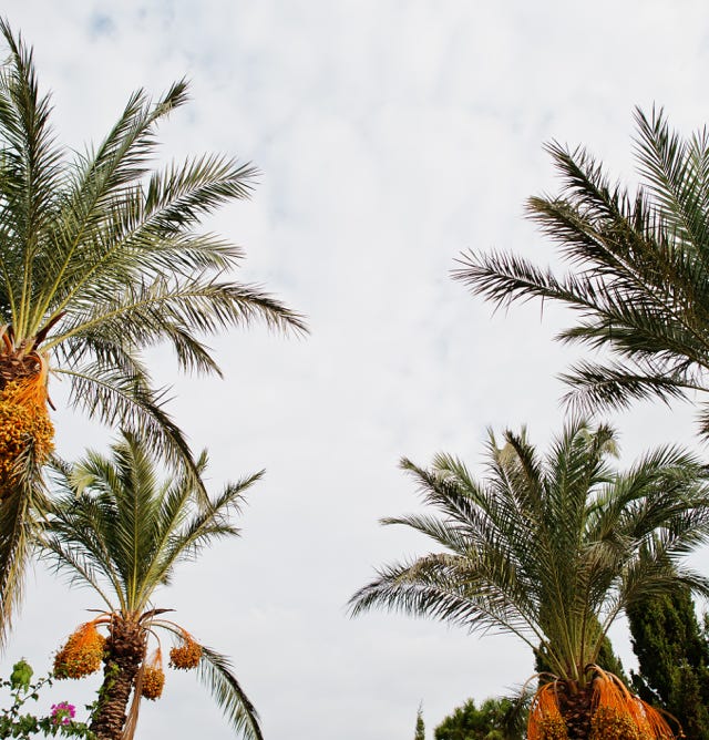 Image d'un verger de palmiers dattiers majestueux et prospères, ayant bénéficié de l'application d'Agri-Ozmoz, un hydro-rétenteur naturel. Les arbres bien développés et les fruits doux et sucrés témoignent de l'efficacité de ce produit pour la gestion de la sécheresse en agriculture fruitière. L'utilisation d'Agri-Ozmoz a permis aux palmiers dattiers de bénéficier d'une irrigation durable et réduite, ce qui favorise une croissance optimale des arbres et la production de dattes de qualité. Cette photographie représente l'impact positif d'Agri-Ozmoz sur la culture des palmiers dattiers et la production fruitière, et met en lumière la nécessité d'innover pour préserver l'environnement et produire de manière responsable, même dans les zones arides et sèches.