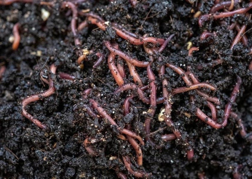 Cette image met en évidence FERTUIRA un Lombricompost de fumier de cheval